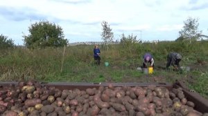 Какой урожай  картошки у родителей в 2019.