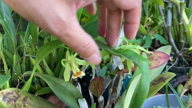 Blooming Orchid Update - July 2020 смотреть онлайн