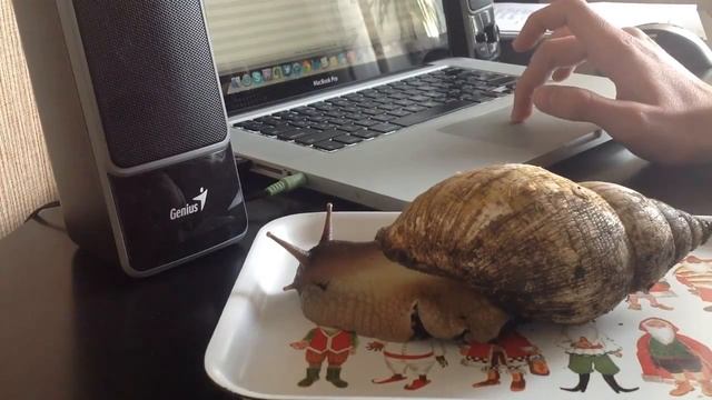 Улитку не обманешь ;D смотреть онлайн