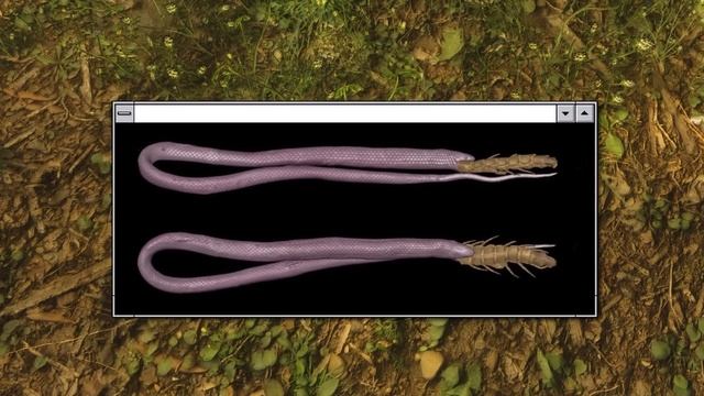 Вот Чего Боятся Все Змеи смотреть онлайн