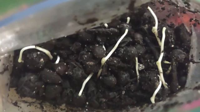 sabal palmetto seed germination смотреть онлайн