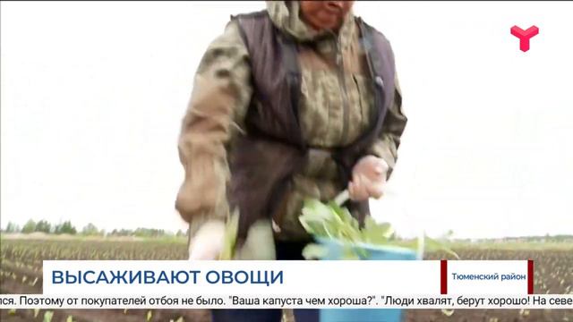 Высаживают овощи / Тюменская область смотреть онлайн