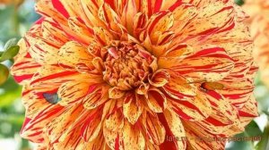 Георгина декоративная Глориоза (dahlia cultorum) ? обзор: как сажать, луковицы георгины Глориоза