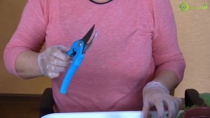 Размножение ПЕЛАРГОНИИ герани черенками, черенкование ГЕРАНИ пеларгонии