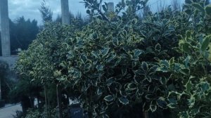 обзор на падуб  остролистный ауреомаргината посадка и уход.