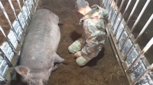 Как покрыть свинью,уход и содержание  свиноматок