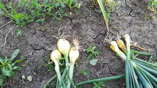 Состояние чеснока и лука.Полив,грибки,сорняк. смотреть онлайн