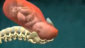 Как рождаются дети