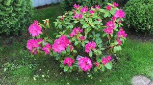 Рододендрон вечнозеленый гибридный "Германия"