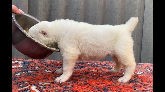 Самка с белой лентой 23 дня (Али Аладжа Енесай- Али Аладжа Услада) Помет "Х" смотреть онлайн