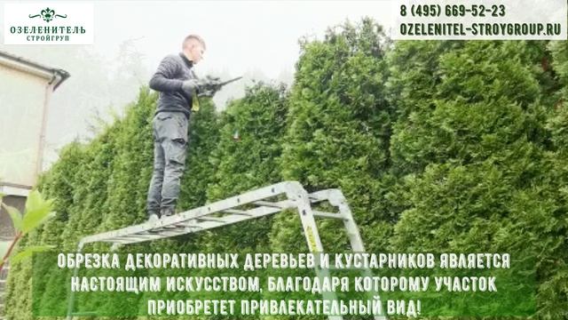 Обрезка хвойных деревьев и кустарников на даче
