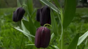 В горах Сочи зацвели редкие черные тюльпаны