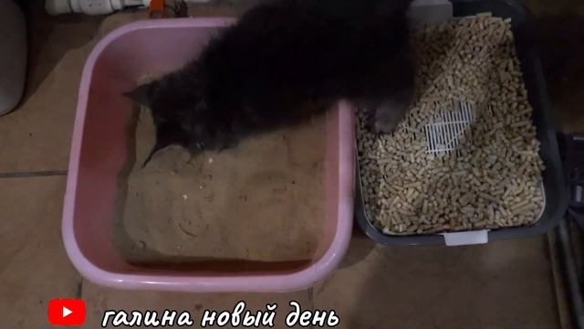 Кошечка Алиса порода мейн-кун уж очень игривая? смотреть онлайн