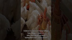 Бройлеры Хаббард