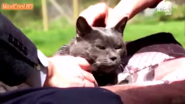 Кошачья порода Британская короткошёрстная