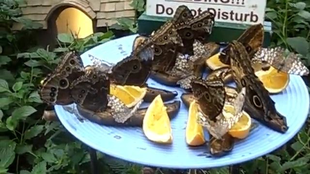 Бабочки на тарелке