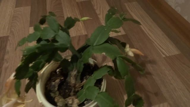 Шлюмбергера желтый смотреть онлайн