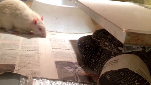 Заботливая крыса смотреть онлайн