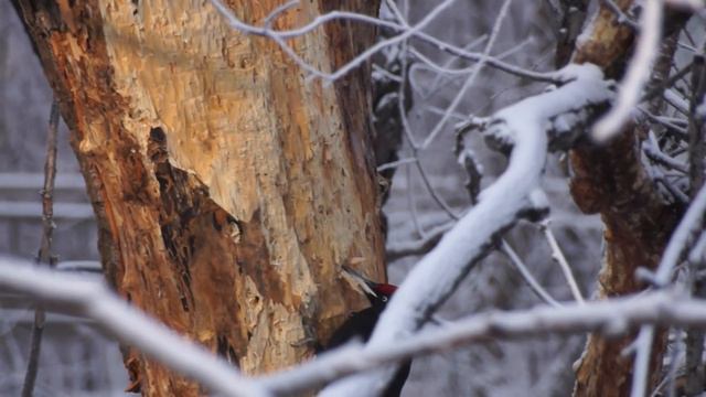 Редкого черного дятла застукали за работой в парке «Шушенский бор» смотреть онлайн