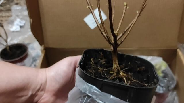 САЖЕНЦЫ из питомника ПУЛКОВ САД.Обзор посылки. Упаковано с любовью? #саженцы #обзорпосылки #питомник