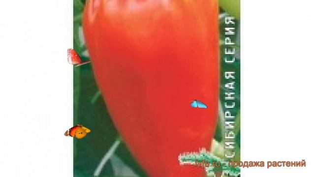 Перец сладкий Кавалер (kavaler kavaler) ? перец Кавалер обзор: как сажать семена перца Кавалер