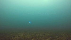 Vib BAY BLUE Smith (копия). ВЫБОР ЛУЧШЕЙ АНИМАЦИИ! Подводные съемки на глубине 6 м