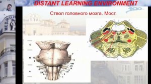 Ствол мозга