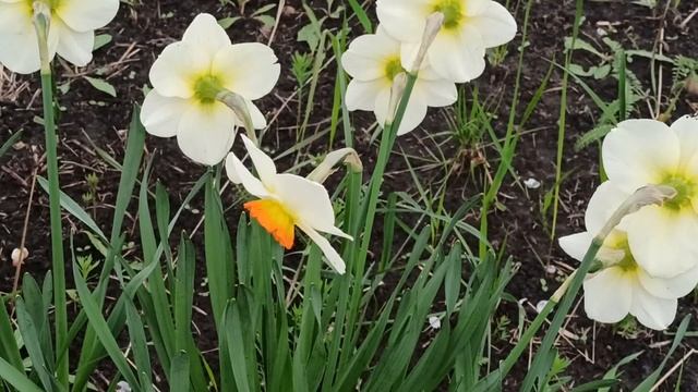 29 мая народный праздник Федоров день. Народные приметы и традиции. Запреты дня.