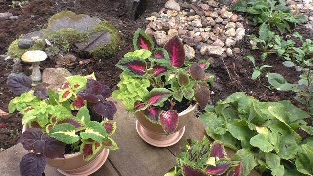 Колеусы в зиму 10+ сортов!!!:) Куда их разместить?? смотреть онлайн