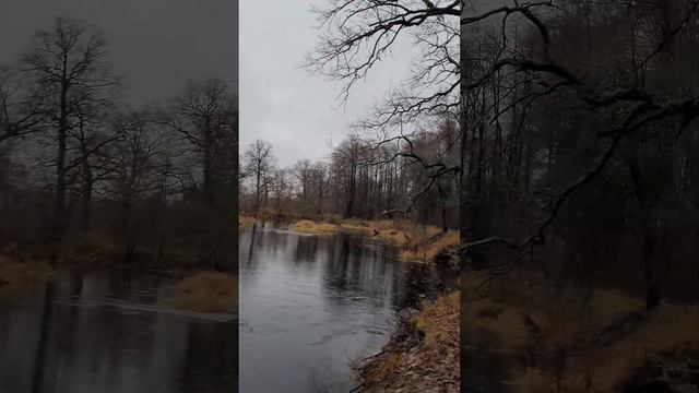 Вековые дубы на реке Ведрич. Недалеко от места для отдыха. 2023 смотреть онлайн