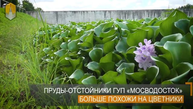 Доочистка поверхностных сточных вод с помощью водного гиацинта эйхорнии смотреть онлайн