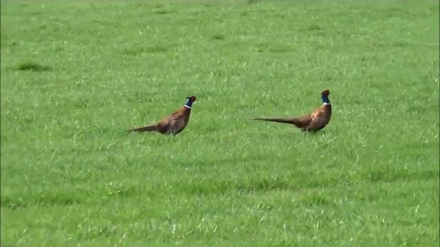 Фазаны в природе смотреть онлайн