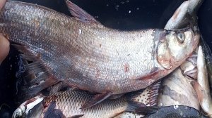 НЕОБЫЧНЫЕ РЫБЫ АМУРА, КИТАЙСКИЙ ОКУНЬ- АУХА, ВЕРХОГЛЯД,АМУРСКАЯ ЩУКА, Рыбалка с fishermandv27rus