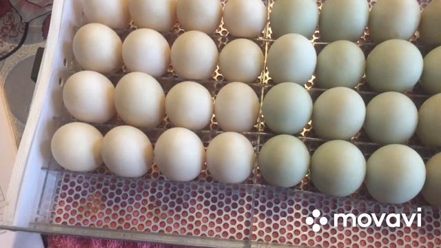 Режимы инкубации Уток Бегунков смотреть онлайн