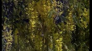 Играй, гармонь! | Анастасия Заволокина | Ветка сирени (live)