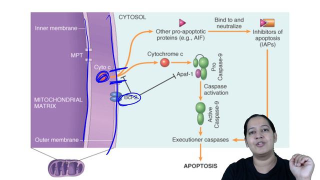 Apoptosis | Comprehensive Pathology | NEET PG | Dr.Priyanka Sachdev