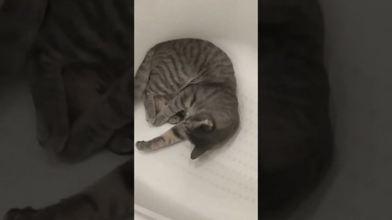КОТИК КУЗЯ И ШАРИК  #shorts