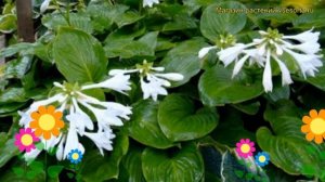 Хоста подорожниковая Венус. Краткий обзор, описание характеристик hosta plantaginea Venus