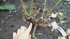 Подготовка роз к зиме.  Часть 1. Удаление листьев.