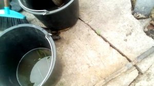 Речная черепашка по имени Наташка