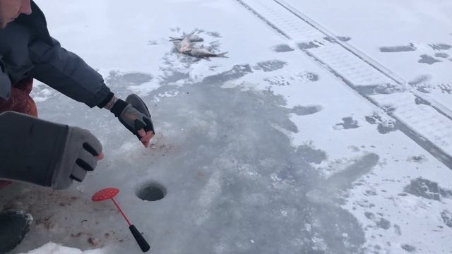 НОЧЬЮ ЗАКОРМИЛИ УТРОМ НАЛОВИЛИ  Поиск ЛЕЩА на НОВОМ МЕСТЕ  Обстановка на ОКЕ