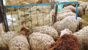 Переход со стойлового содержания овец на пастбищное|Овцеводство