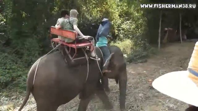 Катание на слонах Тайланд смотреть онлайн