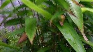 Гигантский phyllostachys пушистый Moso бамбук который я вырастил из семян