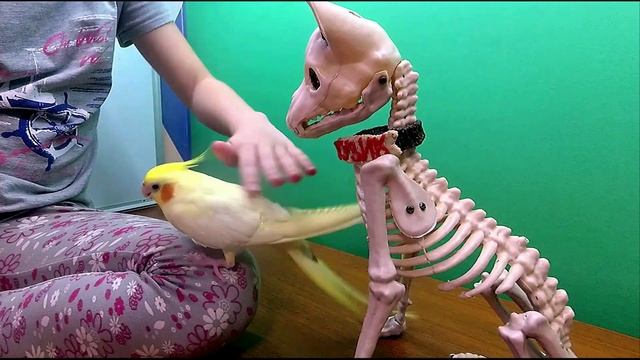 Попугайчик для Тузика! смотреть онлайн