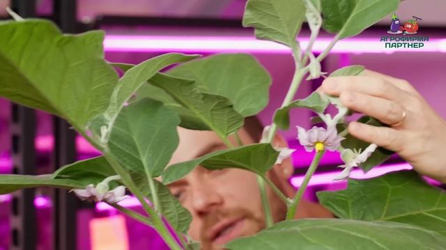 Все проверяем на себе! Как мы выбирали баклажан | #баклажанПатрик #новинкабаклажана