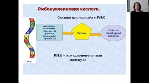 Биология 11 класс Нуклеиновые кислоты Скопинцева Ю В