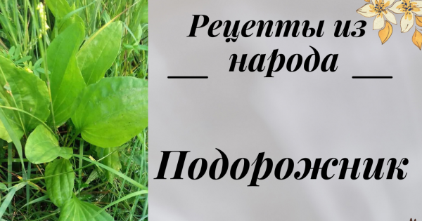 Слушать подорожник синяя. Подорожник трава песня слова. Текст песни подорожник трава.