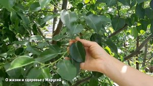 НА КАЖДОЙ ДАЧЕ РАСТЕТ ЧАЙ /ВИШНЯ СМОРОДИНА ЧЕРЕШНЯ ГРУША ЯБЛОНЯ @natureMarusya