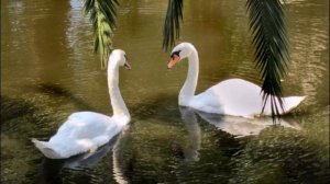 Не стреляйте в белых лебедей